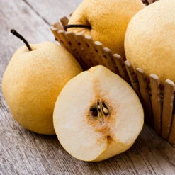 20th Century (Nijisseiki) Asian Pear Tree 8 20th Century (Nijisseiki) Asian Pear Tree -Brighterblooms Shop 20thCentury Pear 1 BB