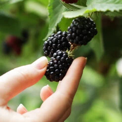 3-in-1 Blackberry Bush -Brighterblooms Shop 3 in 1 blackberry 1