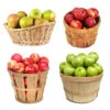 4-in-1 Apple Tree 1 4-in-1 Apple Tree -Brighterblooms Shop 4 in 1 Apple 600x600 cd0e54ea 6b44 4ccf b019 83298965fac6