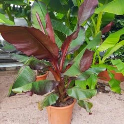 Red Abyssinian Banana Tree -Brighterblooms Shop Abyssinian Banana Ensata 5 BB