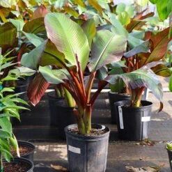 Red Abyssinian Banana Tree -Brighterblooms Shop Abyssinian Banana Ensata 7
