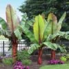 Red Abyssinian Banana Tree -Brighterblooms Shop Abyssinian Banana Ensata BB 600x600 f7d46329 2867 4529 9544 d3e2fb588497