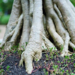 Desert Rose Adenium Shrub -Brighterblooms Shop Adenium obesum 2