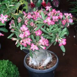 Desert Rose Adenium Shrub -Brighterblooms Shop Adenium obesum 3