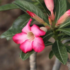 Desert Rose Adenium Shrub -Brighterblooms Shop Adenium obesum 4