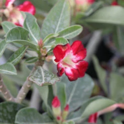 Desert Rose Adenium Shrub -Brighterblooms Shop Adenium obesum 5 BB