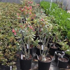 Desert Rose Adenium Shrub -Brighterblooms Shop Adenium obesum 7