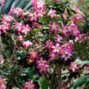 Desert Rose Adenium Shrub -Brighterblooms Shop Adenium obesum BB 600x600 a6f26dc1 0572 4316 8686 1d168b9036ed