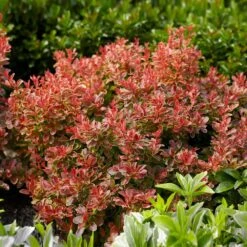 Admiration Barberry Shrub 9 Admiration Barberry Shrub -Brighterblooms Shop Admiration Barberry 1