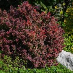 Admiration Barberry Shrub 8 Admiration Barberry Shrub -Brighterblooms Shop Admiration Barberry 2