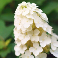 Alice Oakleaf Hydrangea Shrub -Brighterblooms Shop Alice Oakleaf Hydrangea 2