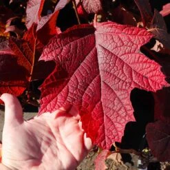 Alice Oakleaf Hydrangea Shrub -Brighterblooms Shop Alice Oakleaf Hydrangea 4