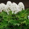 Alice Oakleaf Hydrangea Shrub 1 Alice Oakleaf Hydrangea Shrub -Brighterblooms Shop Alice Oakleaf Hydrangea BB 600x600 990c24fb db62 463b 95ba 7d7d17c3dddd