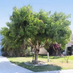 Alphonso Mango Tree -Brighterblooms Shop Alphonso Mango 5 BB