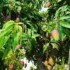Alphonso Mango Tree -Brighterblooms Shop Alphonso Mango BB 600x600 37dbdab1 c230 4282 bae8 ae32c400d52c