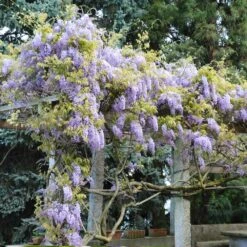 Amethyst Falls Wisteria Vine -Brighterblooms Shop Amathyst Falls Wisteria 6 BB