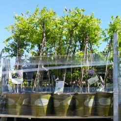 Amethyst Falls Wisteria Vine -Brighterblooms Shop Amathyst Falls Wisteria 8 2G