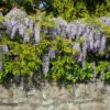 Amethyst Falls Wisteria Vine -Brighterblooms Shop Amathyst Falls Wisteria BB 600x600 7d77924f 14a4 4320 8776 72323913a7aa