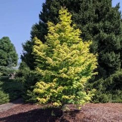 Amber Glow™ Redwood Tree -Brighterblooms Shop Amber Redwood 10 BB