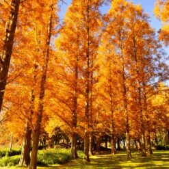 Amber Glow™ Redwood Tree -Brighterblooms Shop Amber Redwood 7 BB