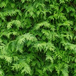 American Arborvitae Tree -Brighterblooms Shop American Arborvitae