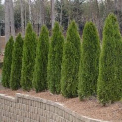 American Arborvitae Tree -Brighterblooms Shop American Arborvitae 2 BB
