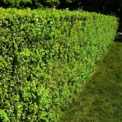 American Boxwood Shrub 10 American Boxwood Shrub -Brighterblooms Shop American Boxwood 5 BB