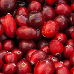 American Cranberry Bush -Brighterblooms Shop American Cranberry 4 BB