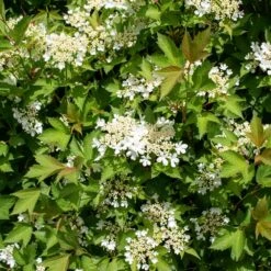 American Cranberry Bush -Brighterblooms Shop American Cranberry 5