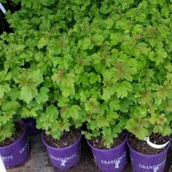 American Cranberry Bush -Brighterblooms Shop American Cranberry 8