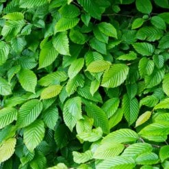 American Elm Tree -Brighterblooms Shop American Elm Tree 4 BB