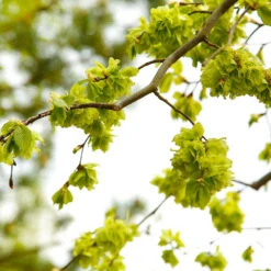 American Elm Tree -Brighterblooms Shop American Elm Tree 8