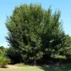 American Elm Tree 2 American Elm Tree -Brighterblooms Shop American Elm Tree BB 600x600 dc37a0ed 89db 48f0 b52c be146a1ce82e