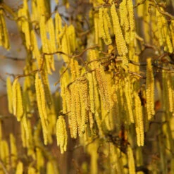 American Hazelnut Tree 13 American Hazelnut Tree -Brighterblooms Shop American Hazelnut 2