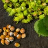 American Hazelnut Tree -Brighterblooms Shop American Hazelnut BB 600x600 e6842d0b 3307 44e8 afbb ff9322ee3801