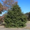 Greenleaf American Holly Shrub -Brighterblooms Shop American Holly Greenleaf BB 600x600 bd7661bb 5a07 4091 a9fb 08d8839a83ae