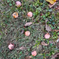 American Persimmon Tree -Brighterblooms Shop American Persimmon Tree 4 BB