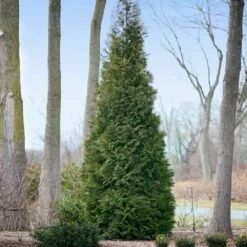 Full Speed A Hedge® American Pillar Arborvitae -Brighterblooms Shop American Pillar Arborvitae 2