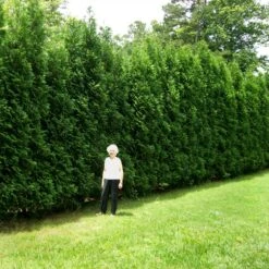 Full Speed A Hedge® American Pillar Arborvitae -Brighterblooms Shop American Pillar Arborvitae 4