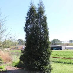Full Speed A Hedge® American Pillar Arborvitae -Brighterblooms Shop American Pillar Arborvitae 6 BB