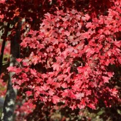 American Red Maple Tree -Brighterblooms Shop American Red Maple