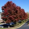 American Red Maple Tree 1 American Red Maple Tree -Brighterblooms Shop American Red Maple BB 600x600 bf5cdf34 e2dc 4fdd 87a1 25f4995078ee