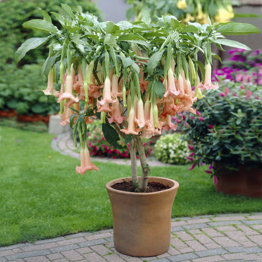 Peach Angel Trumpet Tree 3 Peach Angel Trumpet Tree - Image 2