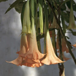 Peach Angel Trumpet Tree 6 Peach Angel Trumpet Tree -Brighterblooms Shop Angel Trumpet Vine 1 FGT