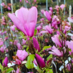 Ann Magnolia Tree -Brighterblooms Shop Ann Saucer Magnola 6 BB