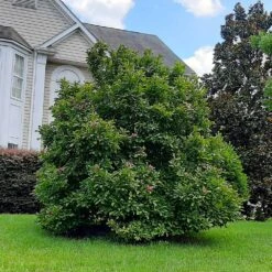 Ann Magnolia Tree -Brighterblooms Shop Ann Saucer Magnola 7