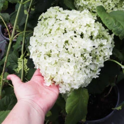 Annabelle Hydrangea Shrub -Brighterblooms Shop Annabelle Hydrangea 3