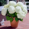 Annabelle Hydrangea Shrub -Brighterblooms Shop Annabelle Hydrangea BB 600x600 e1f02878 9932 42e2 af4b 4bbd1e76c976