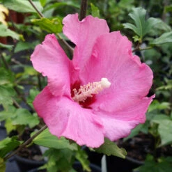 Aphrodite Rose Of Sharon Althea Shrub -Brighterblooms Shop Aphrodite Rose of Sharon 1