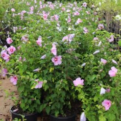 Aphrodite Rose Of Sharon Althea Shrub -Brighterblooms Shop Aphrodite Rose of Sharon 5 BB